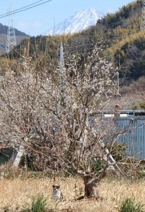 猫画像｜富士山にゃんД