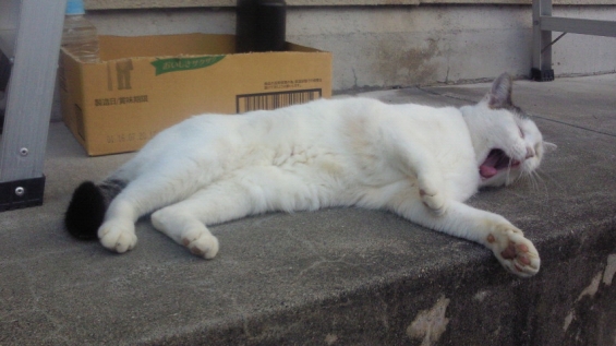 猫画像｜暑いニャ～！眠いニャ～！