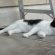 猫画像｜暑いニャ…眠いニャ…