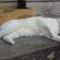 猫画像｜暑いニャ～！眠いニャ～！