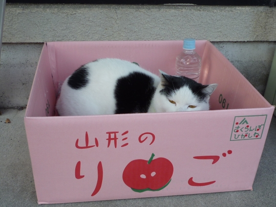 猫画像｜待合箱