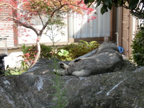 猫画像｜安眠スポット