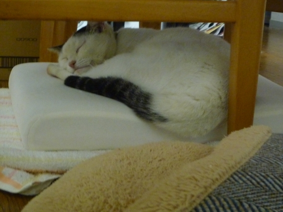 猫画像｜眠れねこねこ
