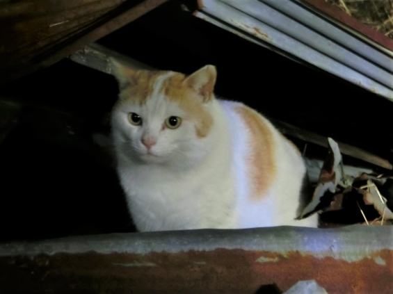 猫画像｜ガレキ王子