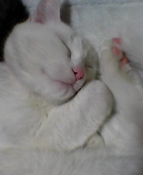 猫画像｜ピンクの肉球でおやすみにゃさい。
