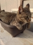 (拙宅名物）　猫鉢　（単品縦長）