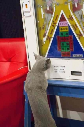 猫画像｜懐かしのゲームで遊ぶポトフ。