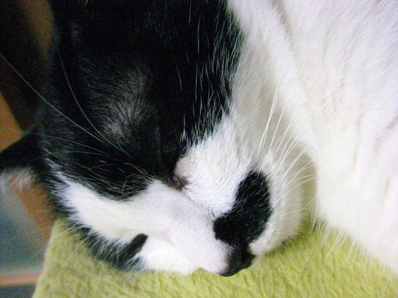 猫画像｜オヤジの寝姿…。