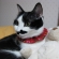 猫画像｜髭男爵