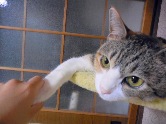 猫画像｜握手♪