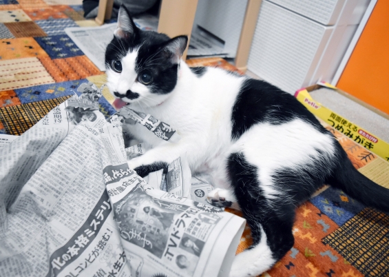 猫画像｜新聞紙も好きだよね①