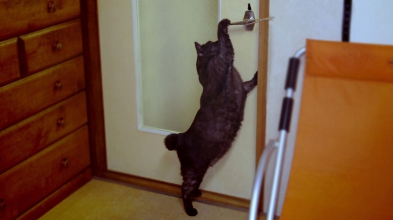 猫画像｜ドアを開ける父ちゃん♪