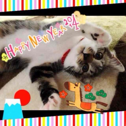 猫画像｜HAPPY NEW YEAR