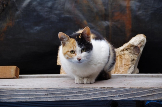 猫画像｜島の猫