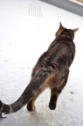 猫画像｜雪に興味津々