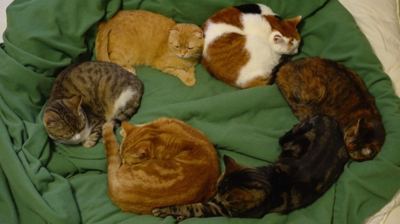 猫画像｜輪になって寝る猫