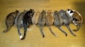 ９匹の猫ガツガツと食事をする！