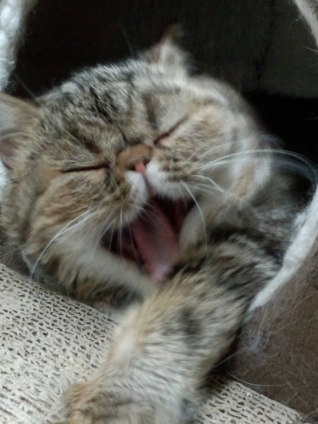 猫画像｜眠いのニャ！