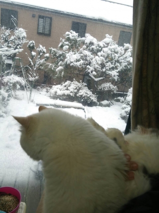 猫画像｜雪景色ニャね。