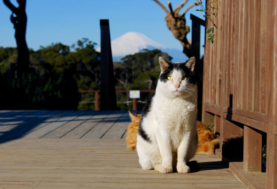 猫画像｜富士山とニャンコ