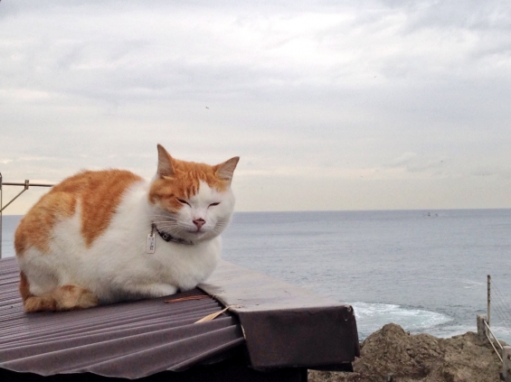 猫画像｜海と猫