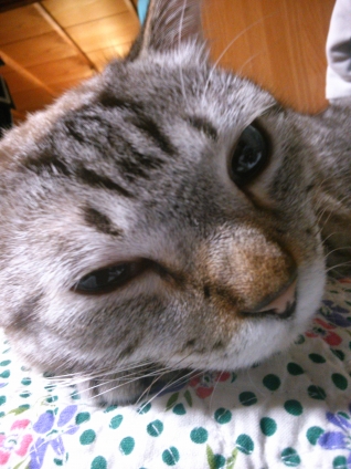 猫画像｜「おはよーっ！」by.良雄。