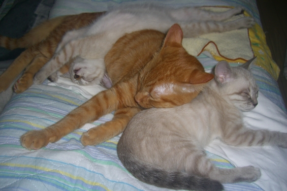 猫画像｜参ぺい枕のきなこ母さんと良雄イナバウアー