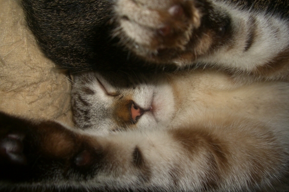 猫画像｜良雄、寝たままフミフミ体操をする。