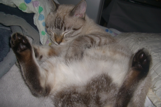 猫画像｜ニャンドル良雄、無防備で寝る。