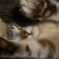 猫画像｜良雄、寝たままフミフミ体操をする。