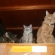 箪笥の上で猫の秘密会議