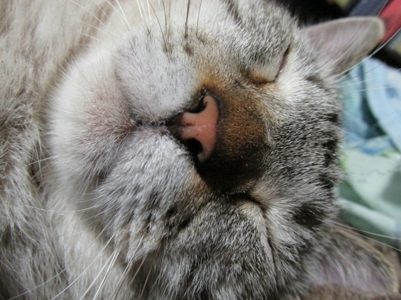 猫画像｜悪戯小僧の良雄、寝顔はぶちゃいく！