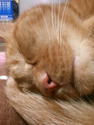 猫画像｜きな次朗の寝顔