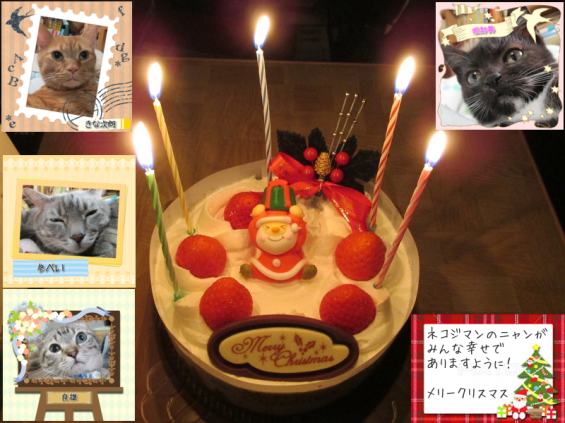 猫画像｜クリスマスケーキ