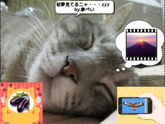 猫画像｜平成２６年、お世話になりました。