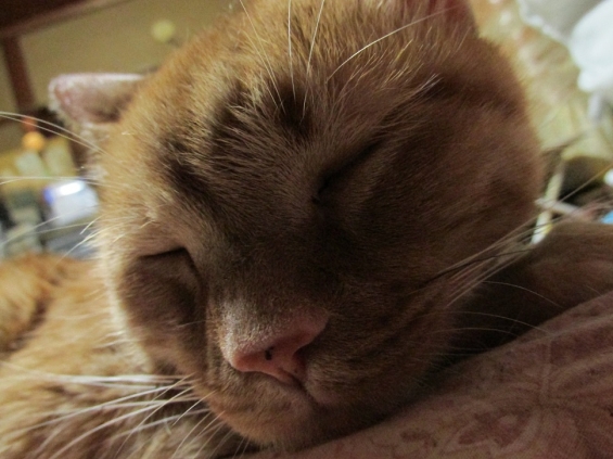猫画像｜きな次朗の寝息