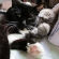 猫画像｜参ぺい兄ちゃんの腕枕でしゅ。ｂｙ．姫都舞