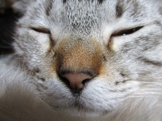 猫画像｜ふかふかアゴ枕
