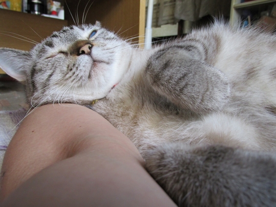 猫画像｜飼い主の腕枕だニャ！　ｂｙ．良雄