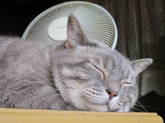 猫画像｜Ｉ　♥　扇風機なんだニャ！　ｂｙ．参ぺい