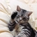 猫画像｜眠い…
