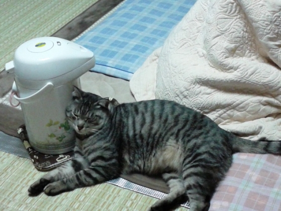 猫画像｜今日の枕、チョット硬いニャ～・・・トラ吉