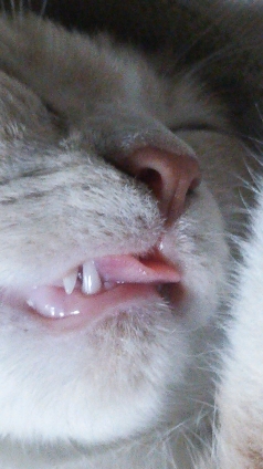 猫画像｜イテｯテェ～。舌噛んじゃった