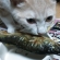 猫画像｜ちゃちゃ『鮎』を食す。