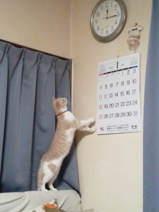 猫画像｜今何時？そぉ～ね、大体ねぇ～。