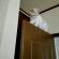 猫画像｜本日は『ドアの上』に挑戦してみました。