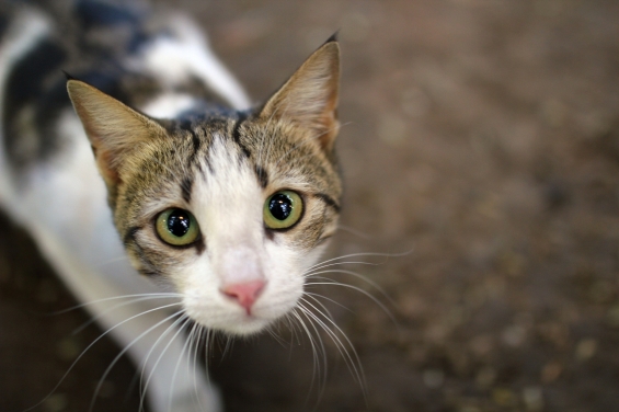 猫画像｜Stray Cat