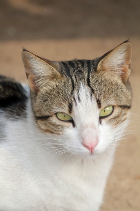 猫画像｜Stray Cat