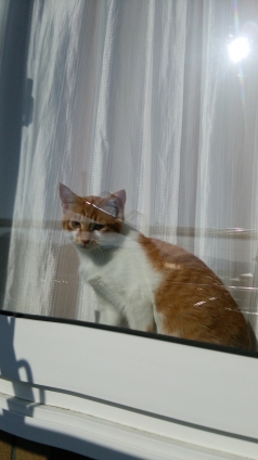 猫画像｜窓からの景色、眩しいニャ！メルでーす！