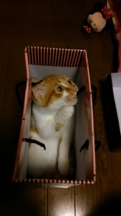 猫画像｜空箱に入ってみたんだニャ、メルでーす！